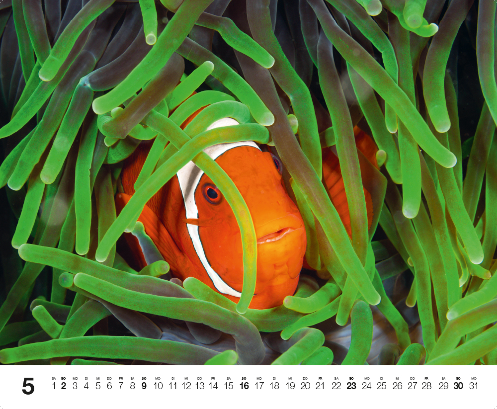 Weitere Ansicht: Dive 2027