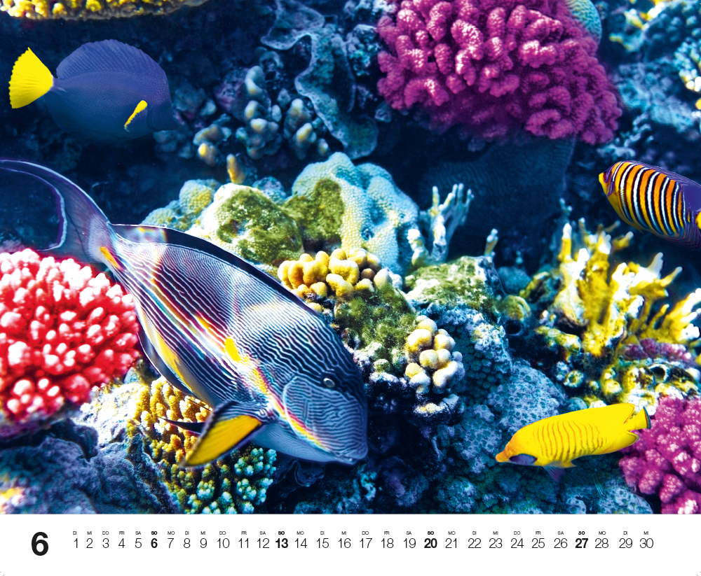 Weitere Ansicht: Dive 2027