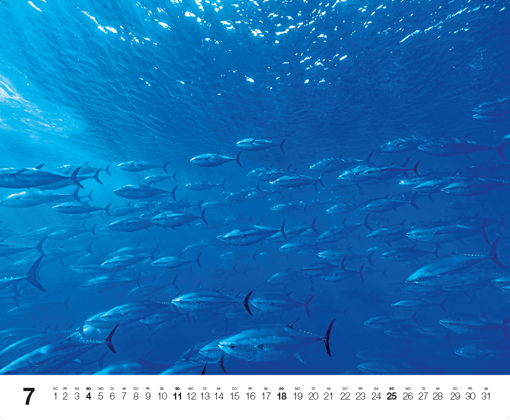 Weitere Ansicht: Dive 2027