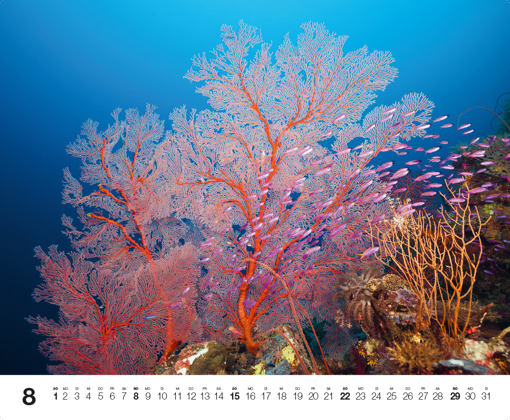 Weitere Ansicht: Dive 2027