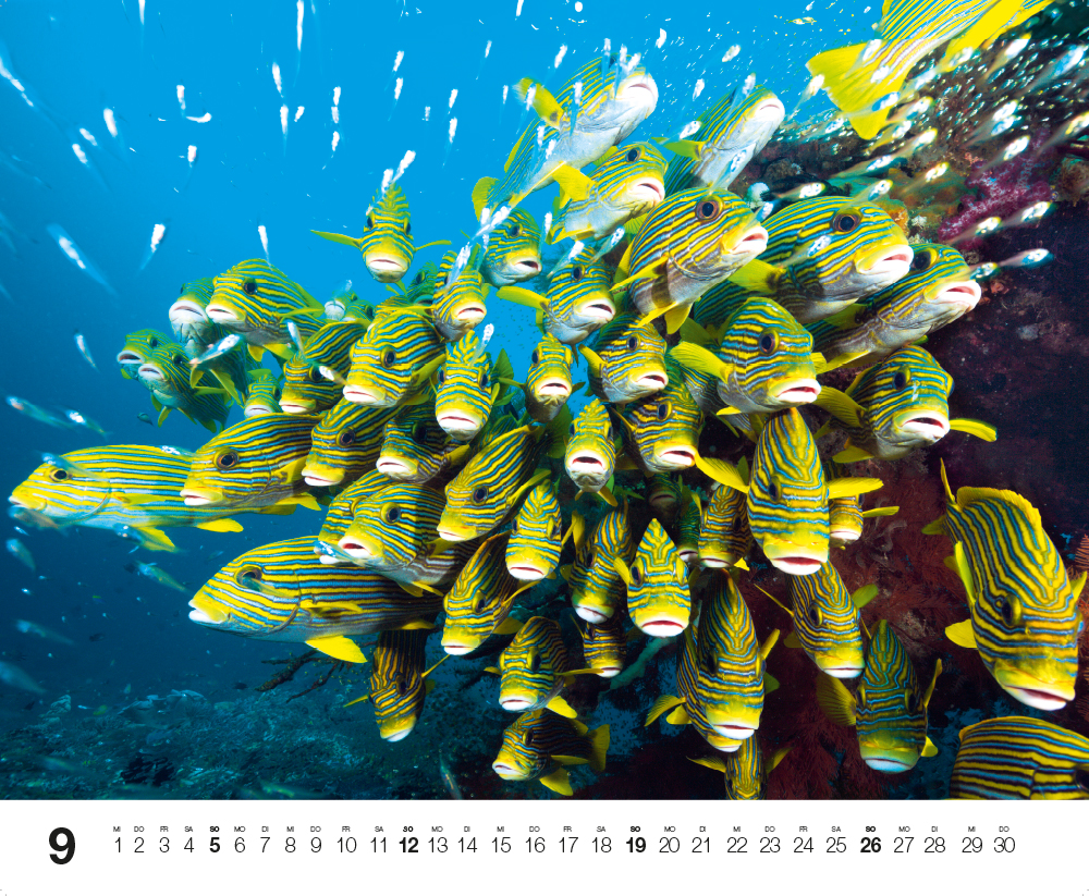 Weitere Ansicht: Dive 2027