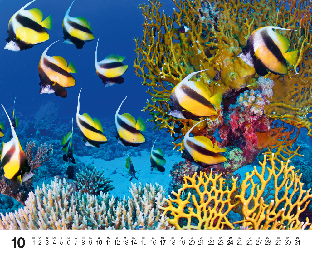 Weitere Ansicht: Dive 2027