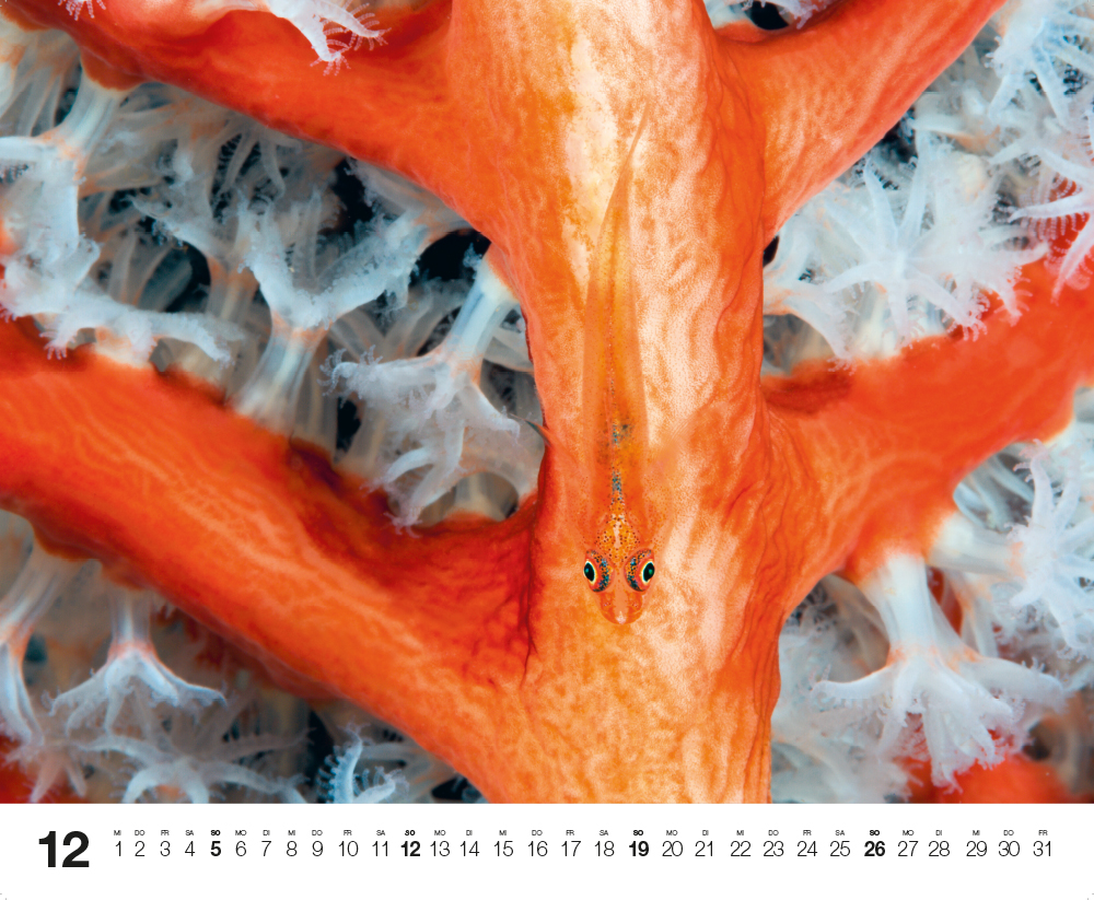 Weitere Ansicht: Dive 2027