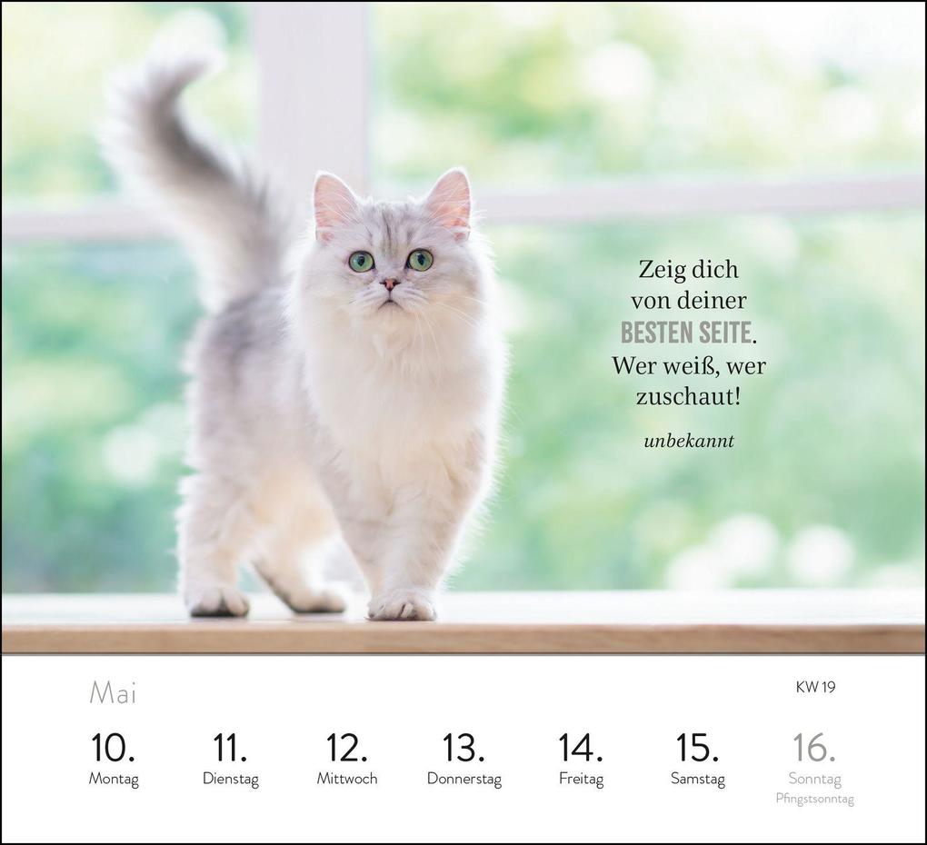 Weitere Ansicht: Wochenkalender 2027: Kluge Katzen