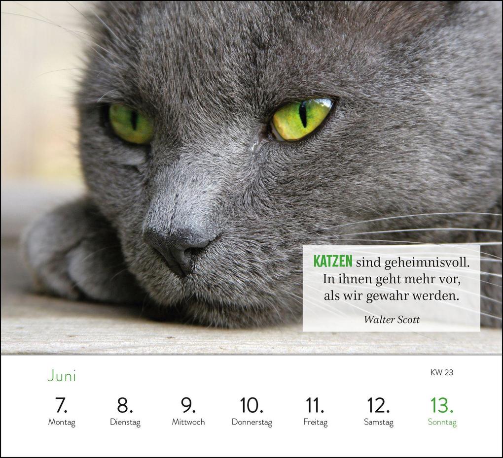 Weitere Ansicht: Wochenkalender 2027: Kluge Katzen