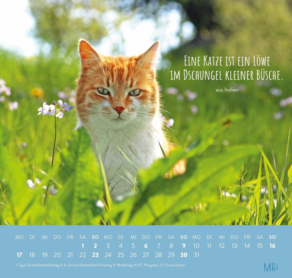 Weitere Ansicht: Wandkalender 2027: Für Katzenfreunde