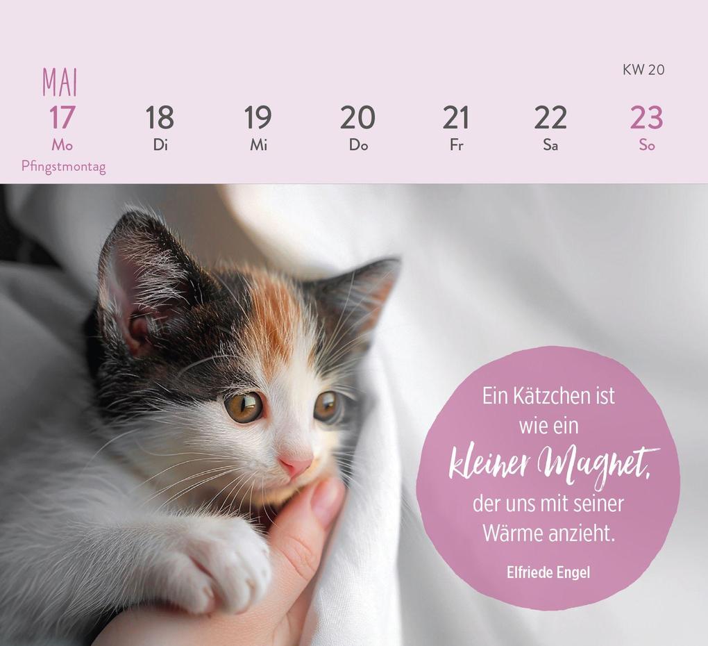 Weitere Ansicht: Mini-Wochenkalender 2027: Für Katzenfreunde