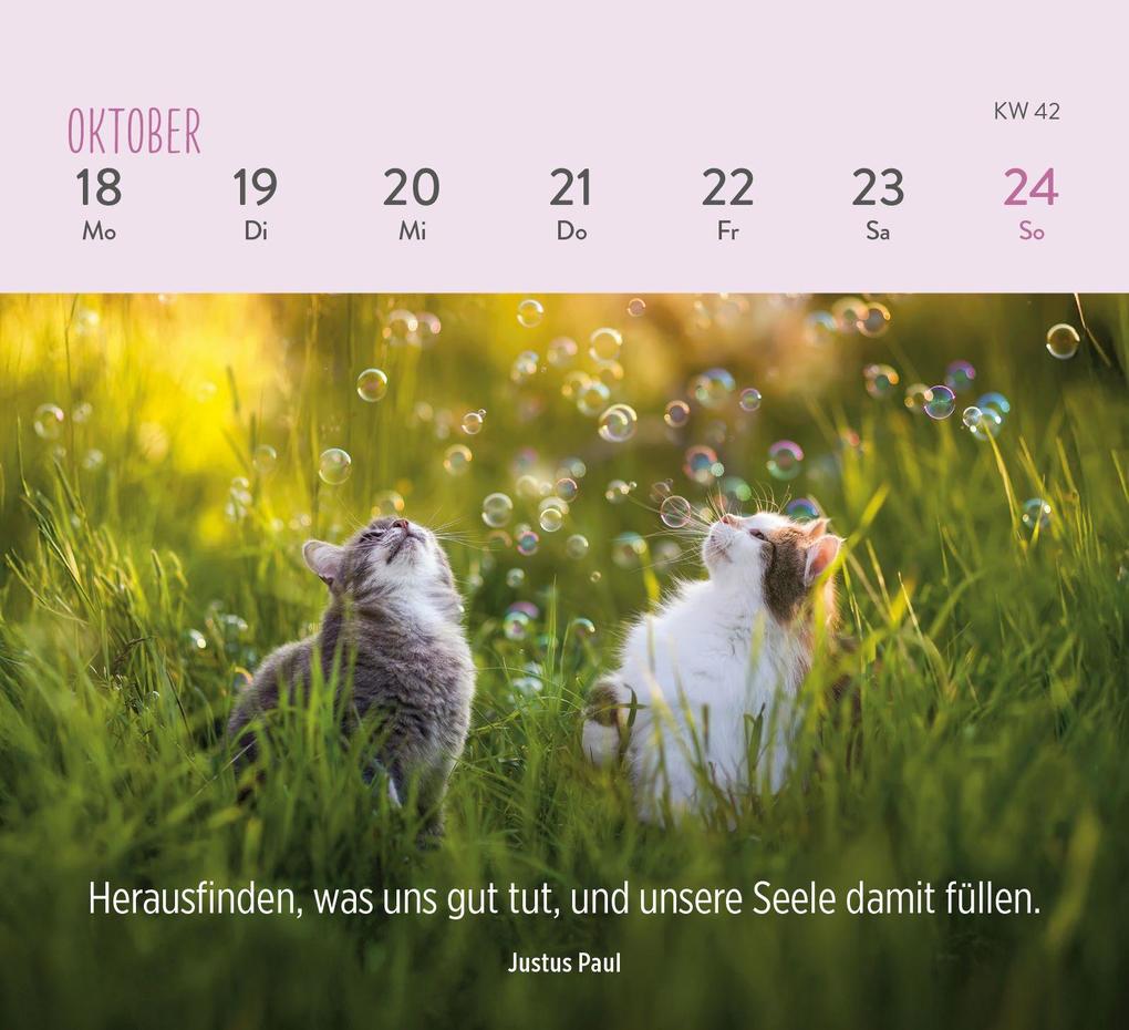 Weitere Ansicht: Mini-Wochenkalender 2027: Für Katzenfreunde