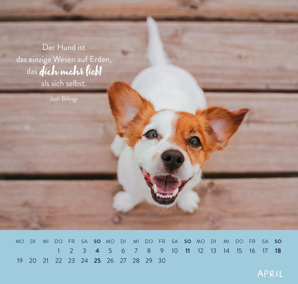 Weitere Ansicht: Wandkalender 2027: Für Hundefreunde