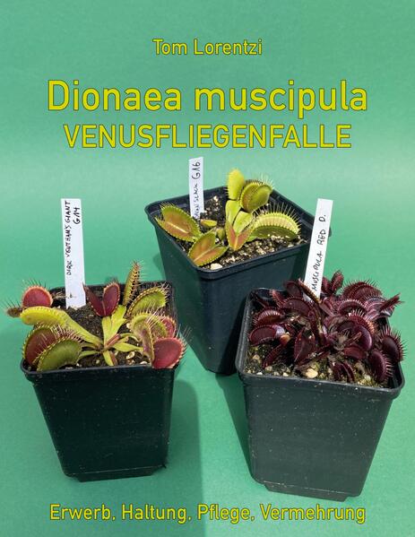 Produktbild: Dionaea muscipula | Tom Lorentzi