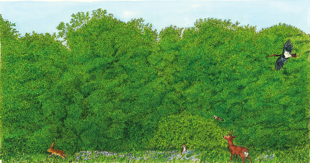 Weitere Ansicht: In den Wald