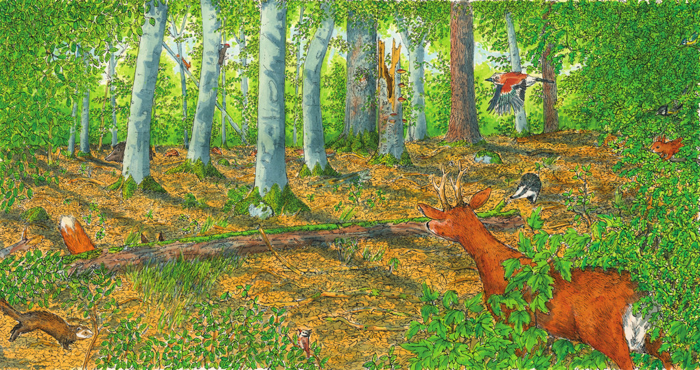 Weitere Ansicht: In den Wald