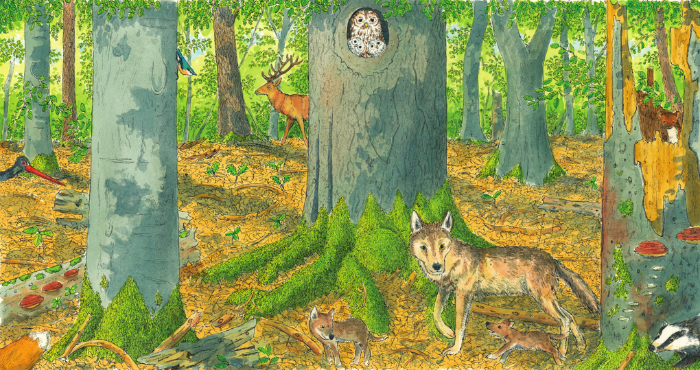 Weitere Ansicht: In den Wald