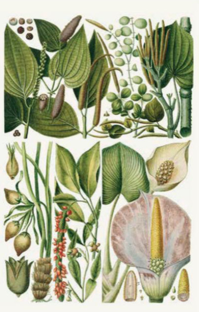 Weitere Ansicht: 100 Blumen | Royal Horticultural Society