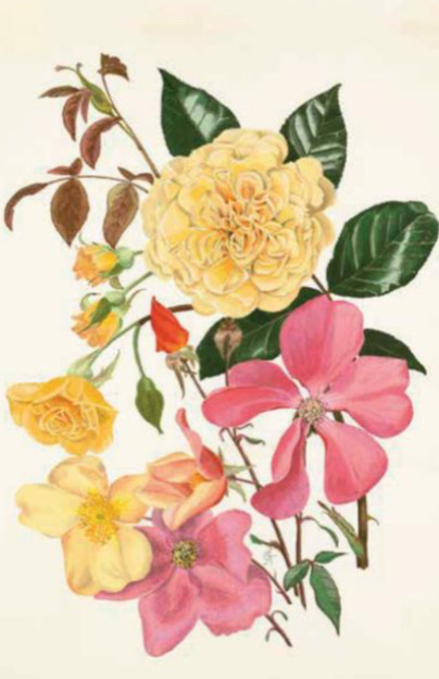 Weitere Ansicht: 100 Blumen | Royal Horticultural Society