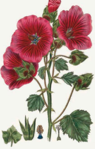 Weitere Ansicht: 100 Blumen | Royal Horticultural Society