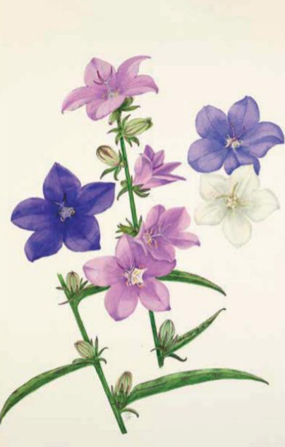 Weitere Ansicht: 100 Blumen | Royal Horticultural Society