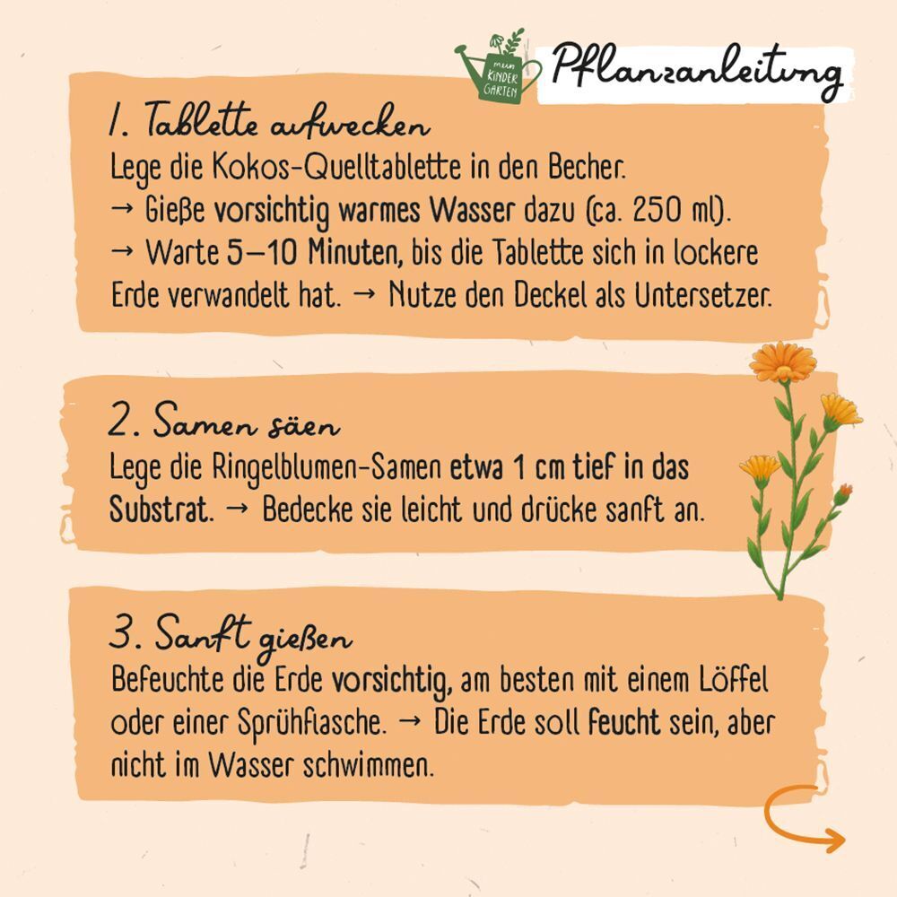 Weitere Ansicht: Ringel-Ringel-Blume