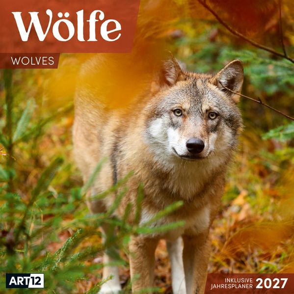 Produktbild: Wölfe Kalender 2027 - 30x30 - Art12 | Ackermann Kunstverlag GmbH