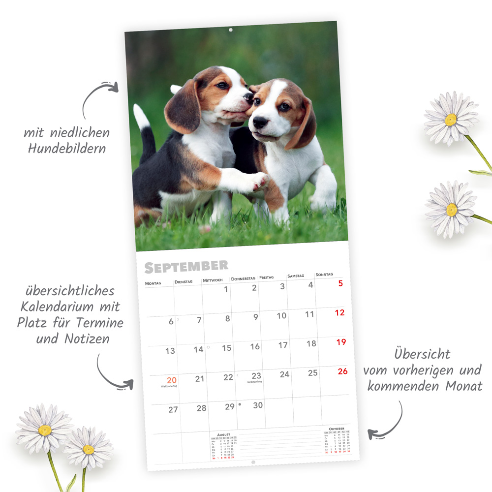 Weitere Ansicht: TRÖTSCH - Broschürenkalender Hunde 2027
