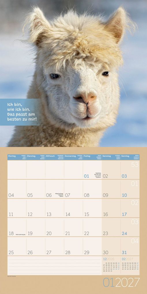Weitere Ansicht: No Drama, Lama Kalender 2027 - 30x30 - Art12 | Ackermann Kunstverlag GmbH