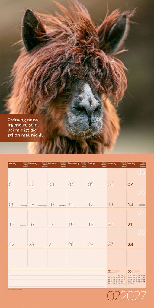 Weitere Ansicht: No Drama, Lama Kalender 2027 - 30x30 - Art12 | Ackermann Kunstverlag GmbH