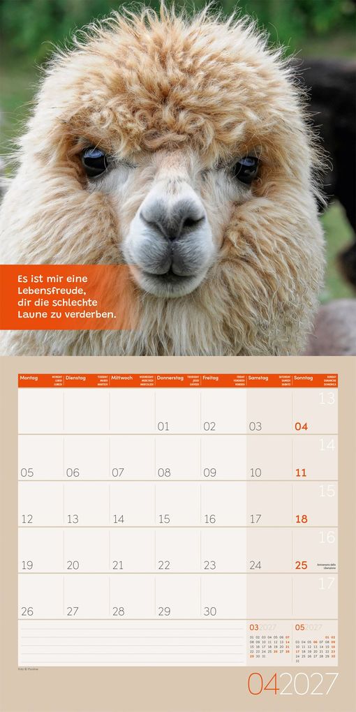 Weitere Ansicht: No Drama, Lama Kalender 2027 - 30x30 - Art12 | Ackermann Kunstverlag GmbH