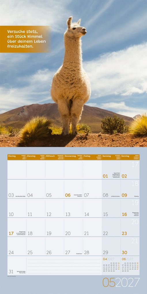 Weitere Ansicht: No Drama, Lama Kalender 2027 - 30x30 - Art12 | Ackermann Kunstverlag GmbH