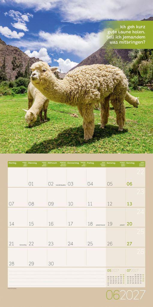 Weitere Ansicht: No Drama, Lama Kalender 2027 - 30x30 - Art12 | Ackermann Kunstverlag GmbH