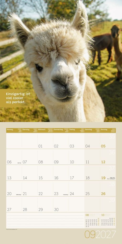 Weitere Ansicht: No Drama, Lama Kalender 2027 - 30x30 - Art12 | Ackermann Kunstverlag GmbH