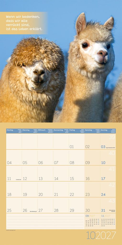 Weitere Ansicht: No Drama, Lama Kalender 2027 - 30x30 - Art12 | Ackermann Kunstverlag GmbH