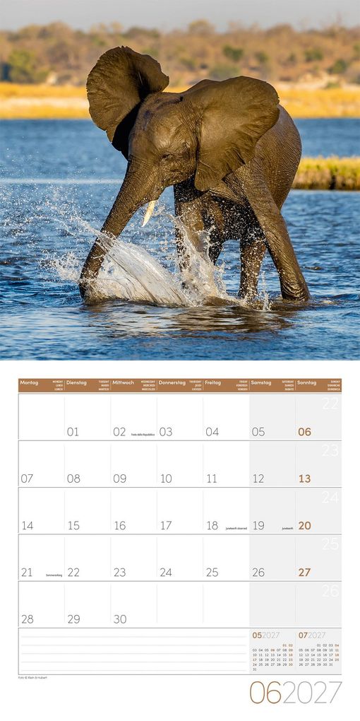 Weitere Ansicht: Elefanten Kalender 2027 - 30x30 - Art12 | Ackermann Kunstverlag GmbH