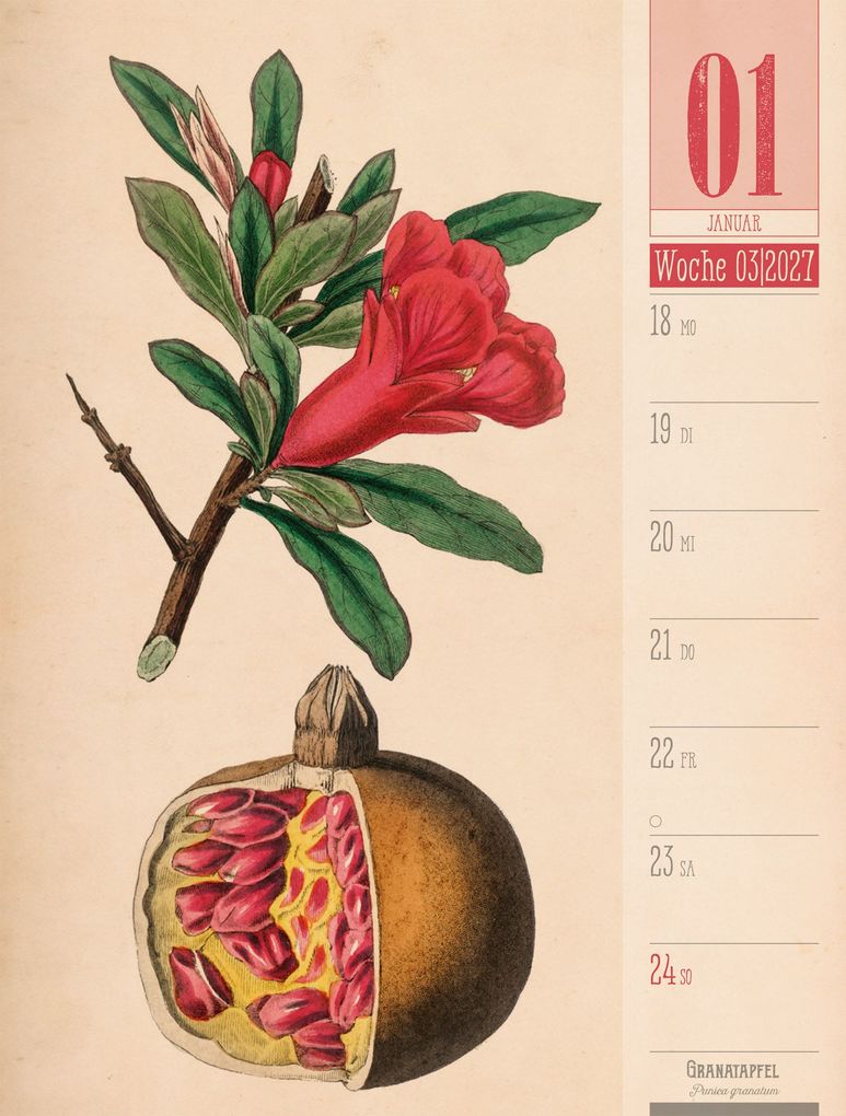 Weitere Ansicht: Culinarium Wochenplaner Kalender 2027 | Küche, Kräuter, Kurioses | Ackermann Kunstverlag GmbH