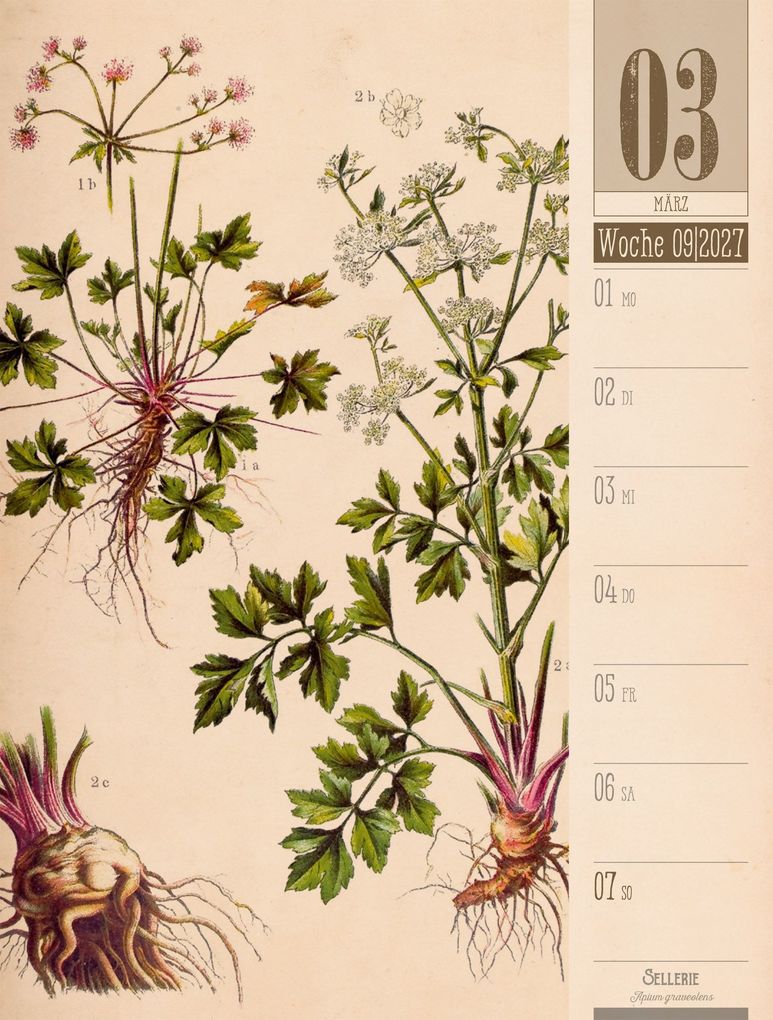 Weitere Ansicht: Culinarium Wochenplaner Kalender 2027 | Küche, Kräuter, Kurioses | Ackermann Kunstverlag GmbH