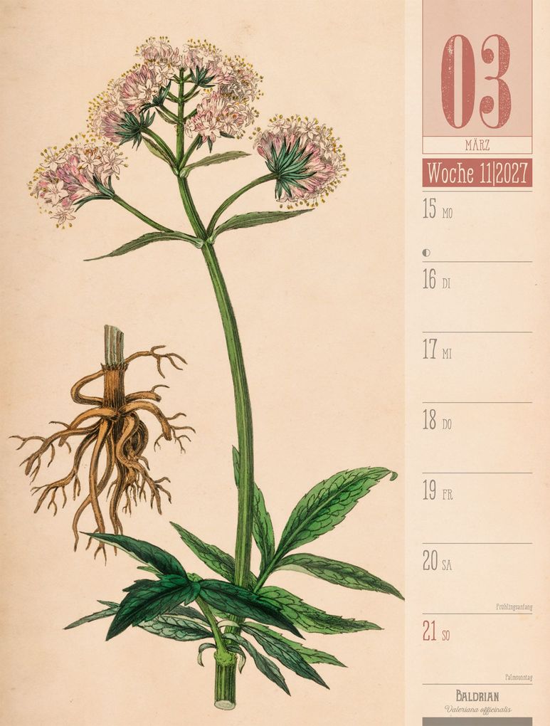 Weitere Ansicht: Culinarium Wochenplaner Kalender 2027 | Küche, Kräuter, Kurioses | Ackermann Kunstverlag GmbH