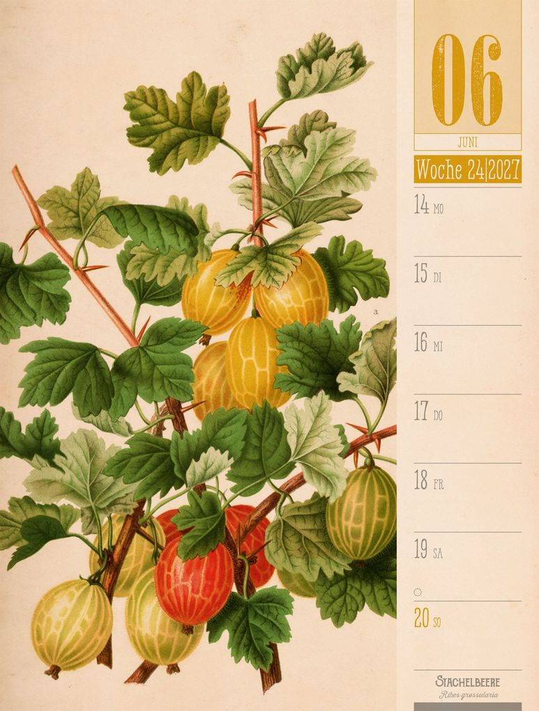 Weitere Ansicht: Culinarium Wochenplaner Kalender 2027 | Küche, Kräuter, Kurioses | Ackermann Kunstverlag GmbH