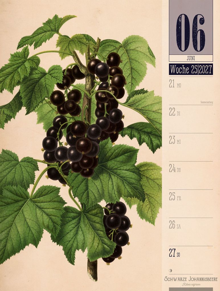 Weitere Ansicht: Culinarium Wochenplaner Kalender 2027 | Küche, Kräuter, Kurioses | Ackermann Kunstverlag GmbH