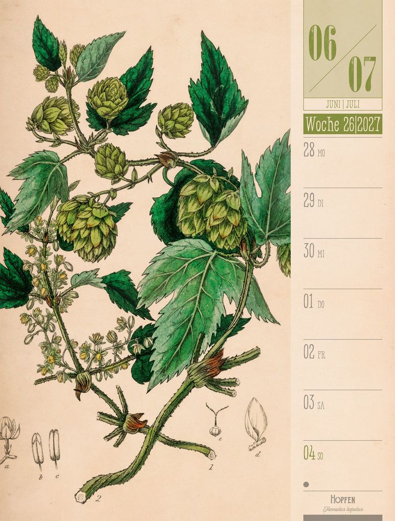 Weitere Ansicht: Culinarium Wochenplaner Kalender 2027 | Küche, Kräuter, Kurioses | Ackermann Kunstverlag GmbH