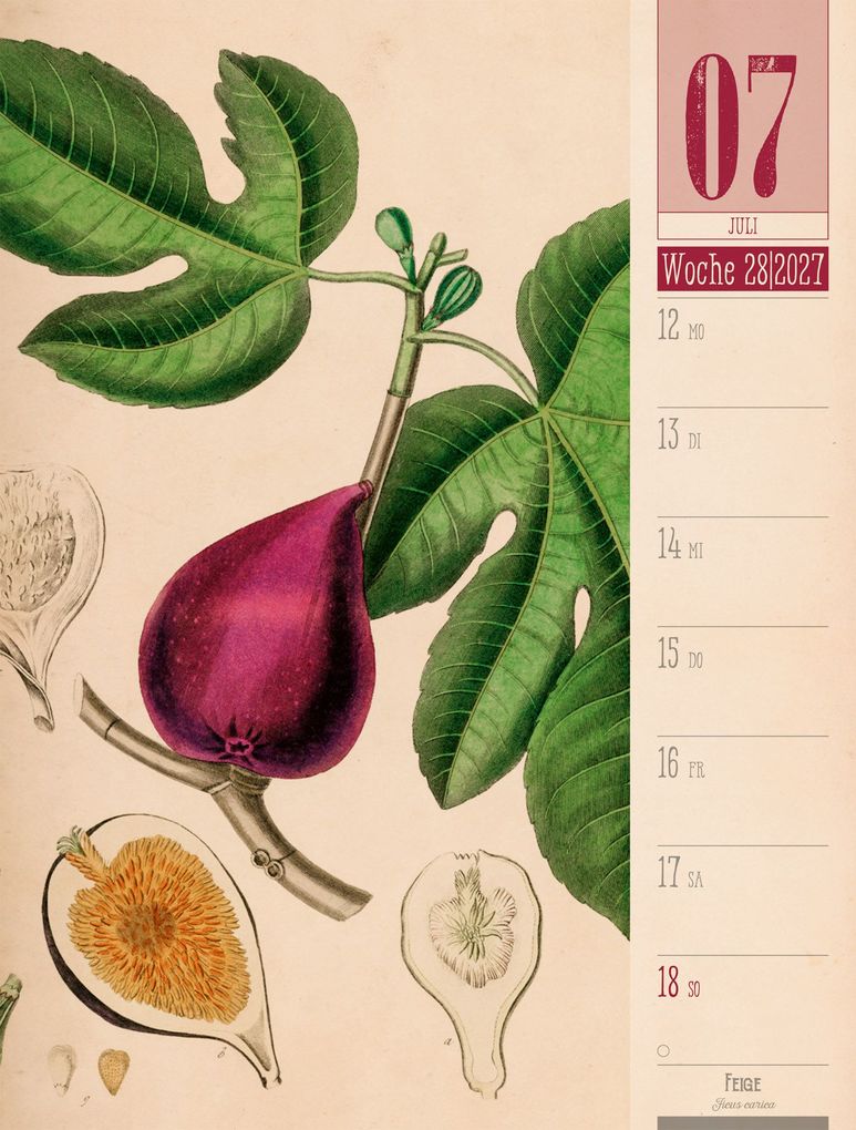 Weitere Ansicht: Culinarium Wochenplaner Kalender 2027 | Küche, Kräuter, Kurioses | Ackermann Kunstverlag GmbH