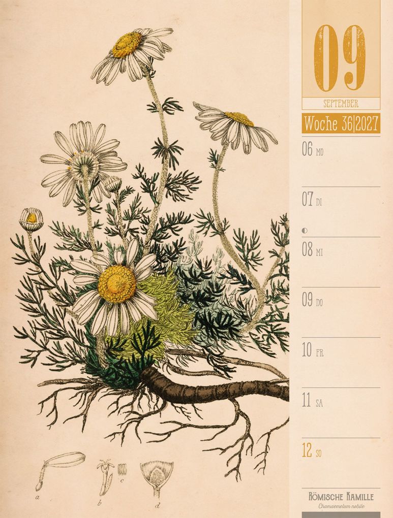 Weitere Ansicht: Culinarium Wochenplaner Kalender 2027 | Küche, Kräuter, Kurioses | Ackermann Kunstverlag GmbH