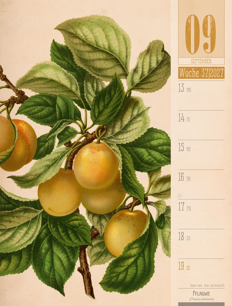Weitere Ansicht: Culinarium Wochenplaner Kalender 2027 | Küche, Kräuter, Kurioses | Ackermann Kunstverlag GmbH