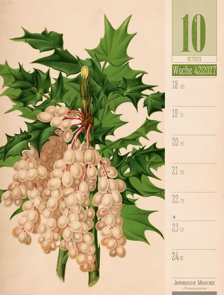Weitere Ansicht: Culinarium Wochenplaner Kalender 2027 | Küche, Kräuter, Kurioses | Ackermann Kunstverlag GmbH