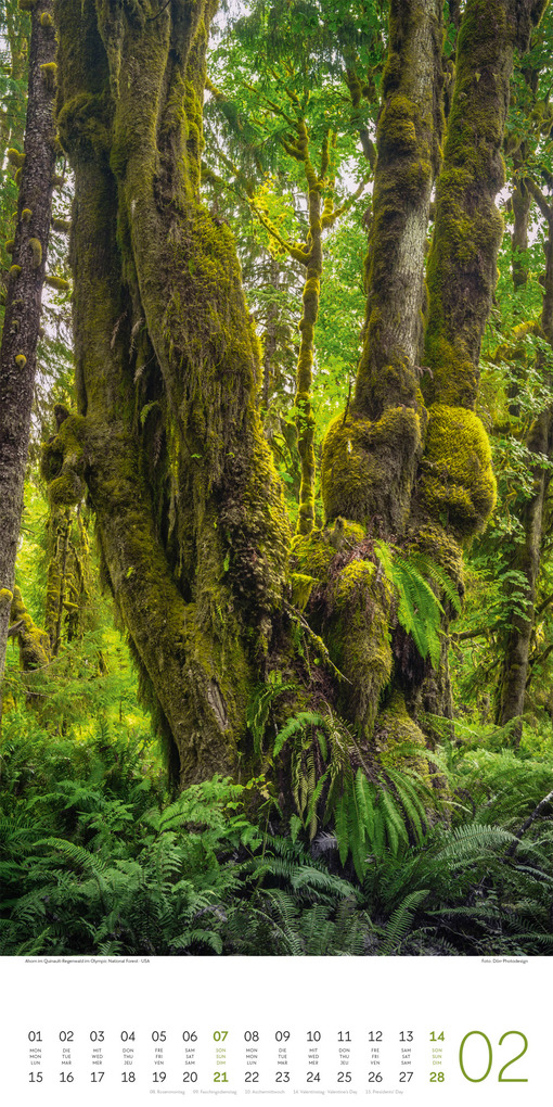 Weitere Ansicht: Bäume Kalender 2027 | Ackermann Kunstverlag GmbH
