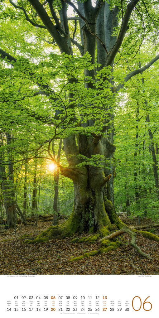 Weitere Ansicht: Bäume Kalender 2027 | Ackermann Kunstverlag GmbH