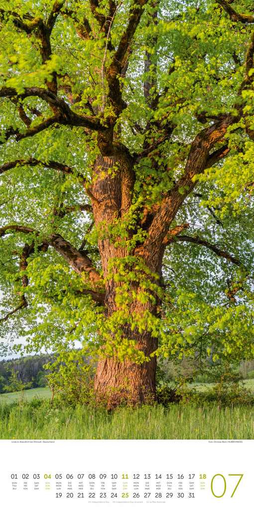 Weitere Ansicht: Bäume Kalender 2027 | Ackermann Kunstverlag GmbH