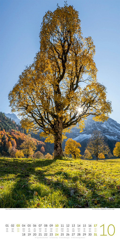 Weitere Ansicht: Bäume Kalender 2027 | Ackermann Kunstverlag GmbH