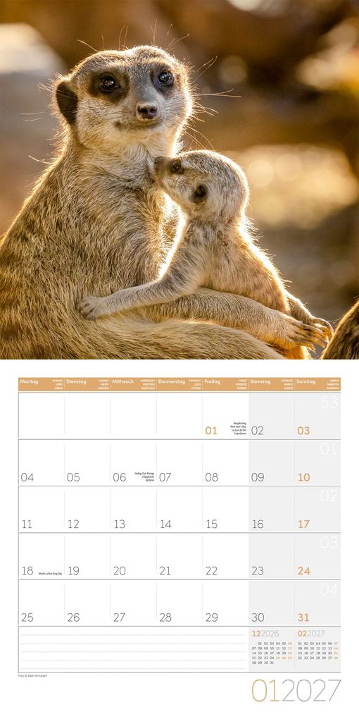 Weitere Ansicht: Erdmännchen Kalender 2027 - 30x30 - Art12 | Ackermann Kunstverlag GmbH