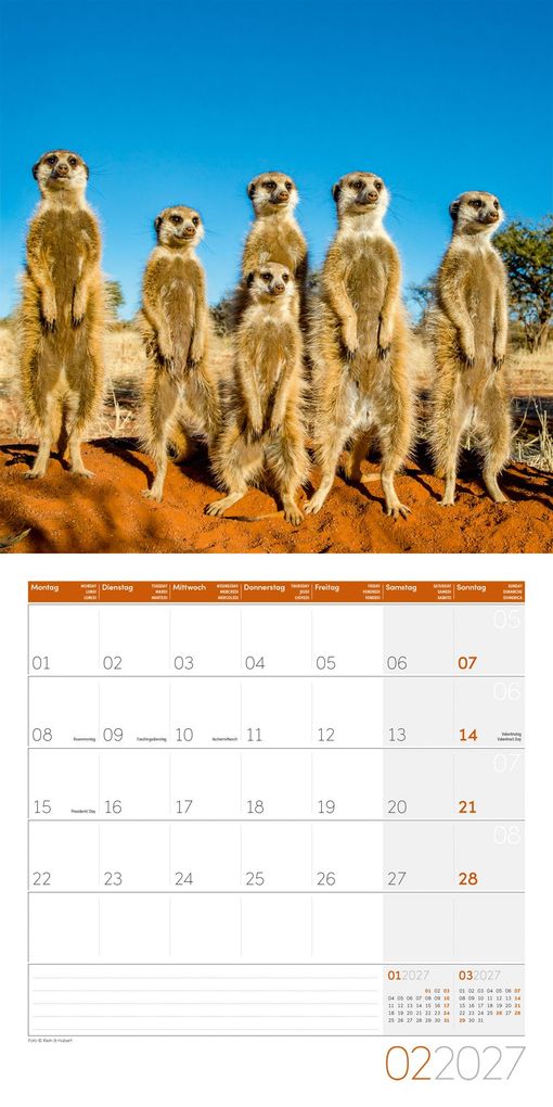 Weitere Ansicht: Erdmännchen Kalender 2027 - 30x30 - Art12 | Ackermann Kunstverlag GmbH