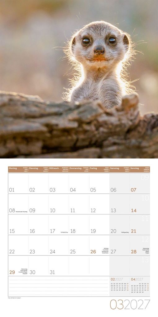 Weitere Ansicht: Erdmännchen Kalender 2027 - 30x30 - Art12 | Ackermann Kunstverlag GmbH
