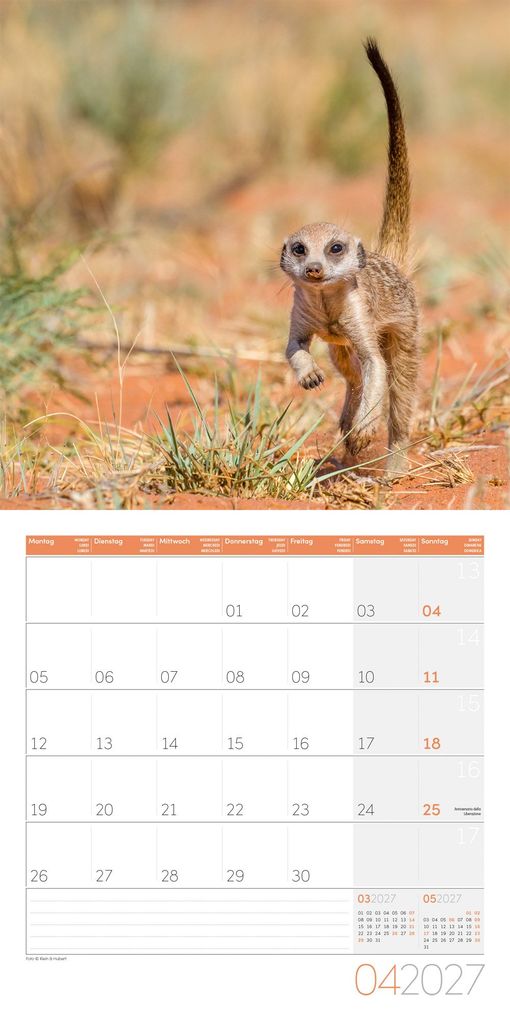 Weitere Ansicht: Erdmännchen Kalender 2027 - 30x30 - Art12 | Ackermann Kunstverlag GmbH